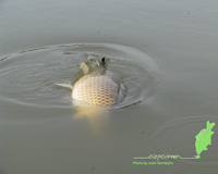 Carp Fishing Wallpaper River Farm Lake Preview